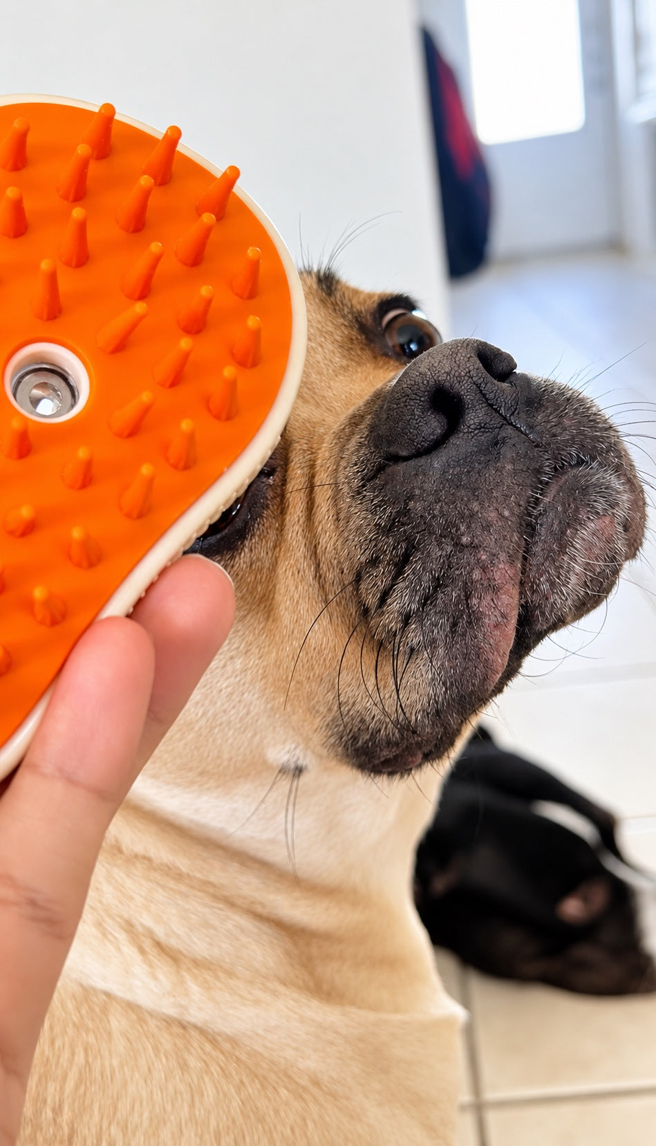 QuietPaw steam brush held next to a tan dog