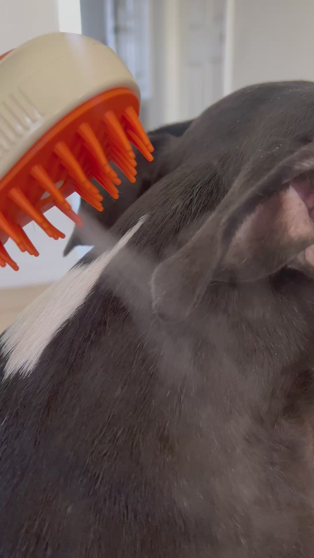 Brushing a black dog with the QuietPaw mist brush at home