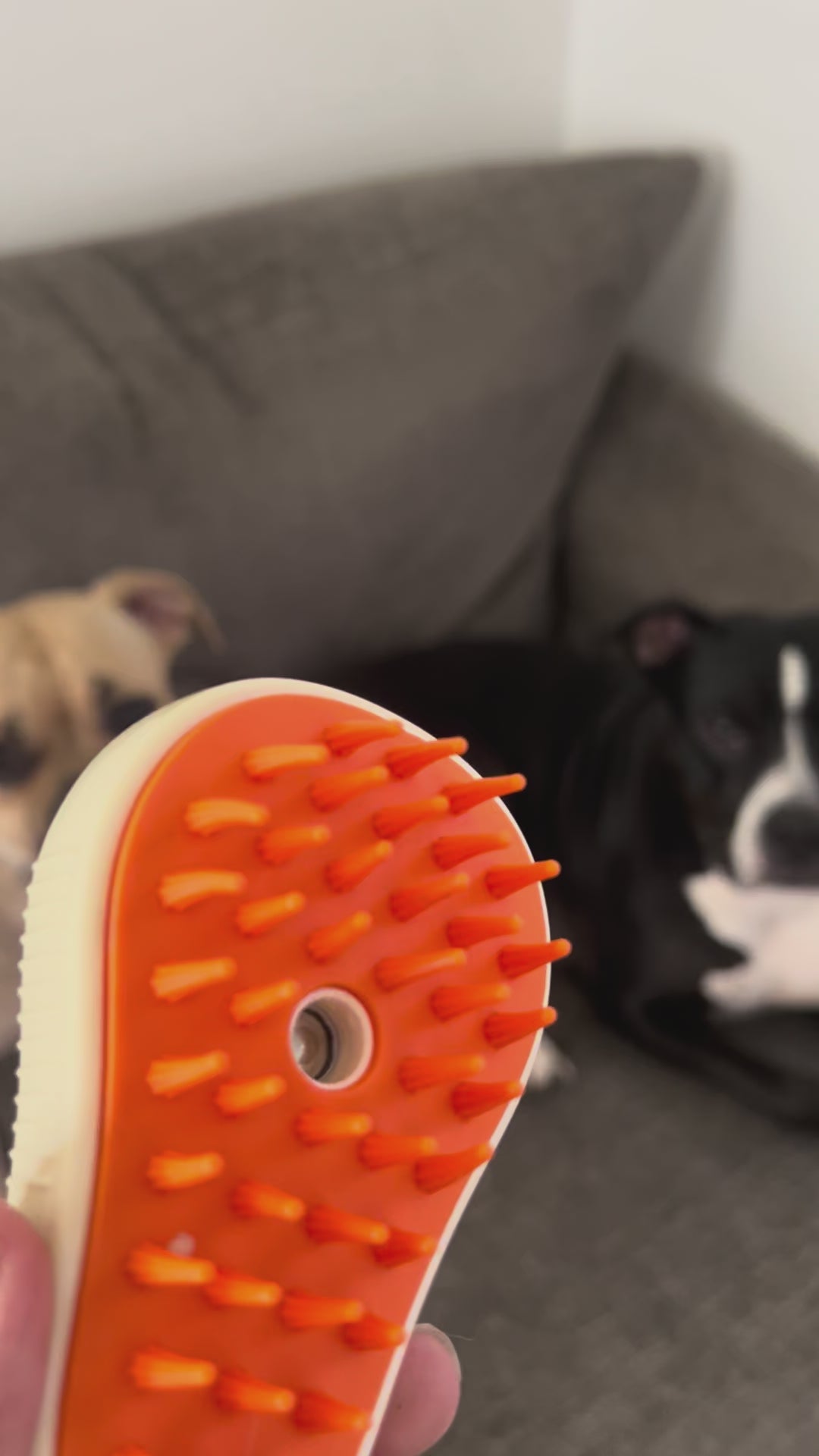 Mist brush spraying with two dogs relaxing on the couch behind it