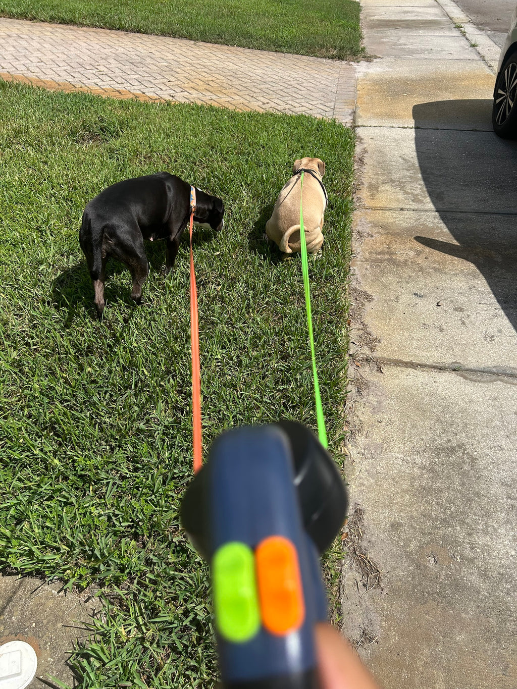 Walking two dogs at once with the QuietPaw double dog leash