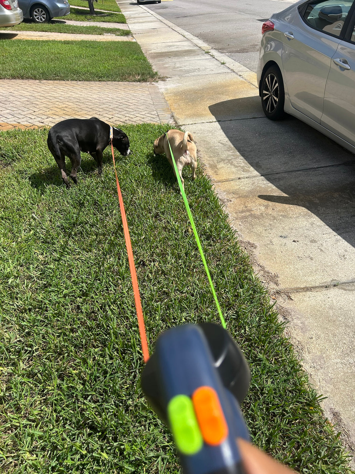 Two dogs on separate retractable leads from one QuietPaw handle