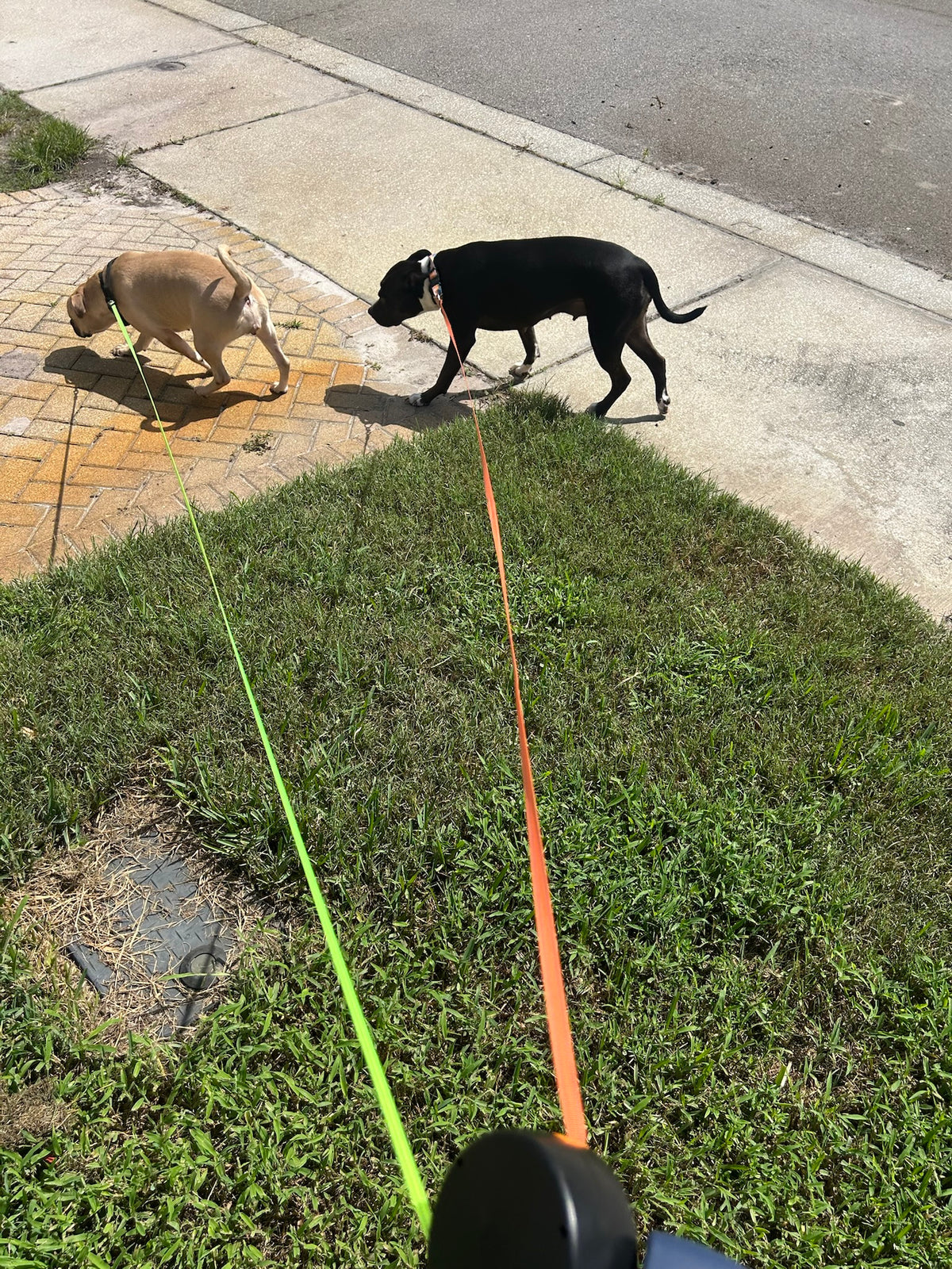 Two dogs walking side by side on the QuietPaw double dog leash