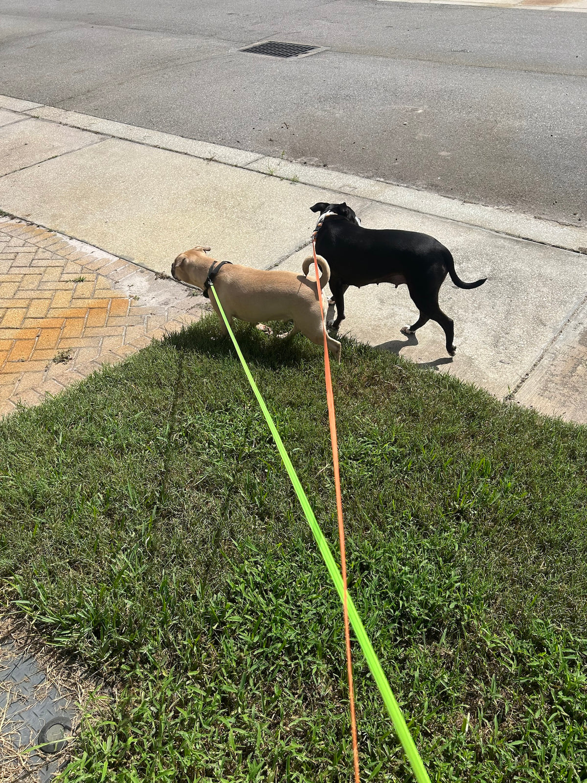 Double dog leash keeps two dogs untangled on a walk
