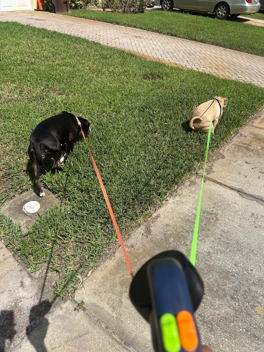 Two dogs exploring on independent leads of the QuietPaw double leash
