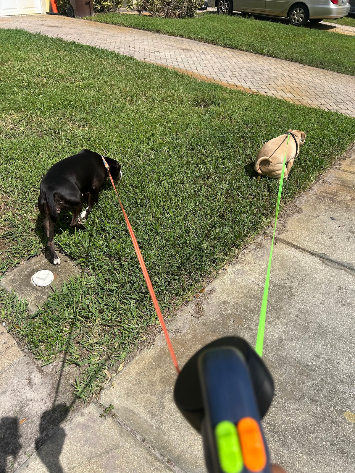 Two dogs exploring on independent leads of the QuietPaw double leash
