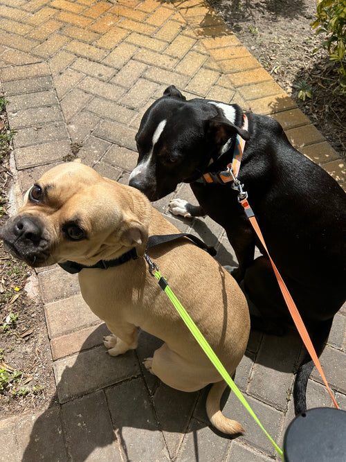 Two dogs on the QuietPaw dual retractable leash, one lead each
