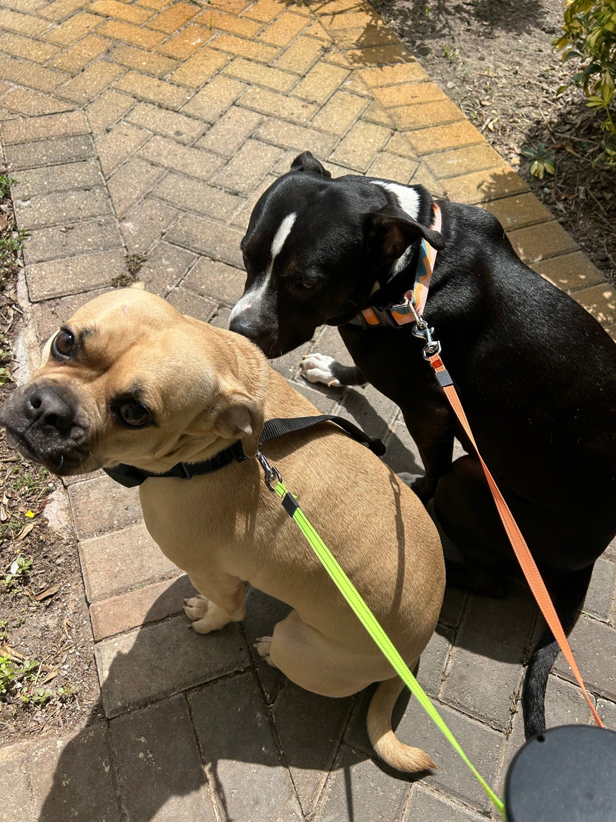 Two dogs on the QuietPaw dual retractable leash